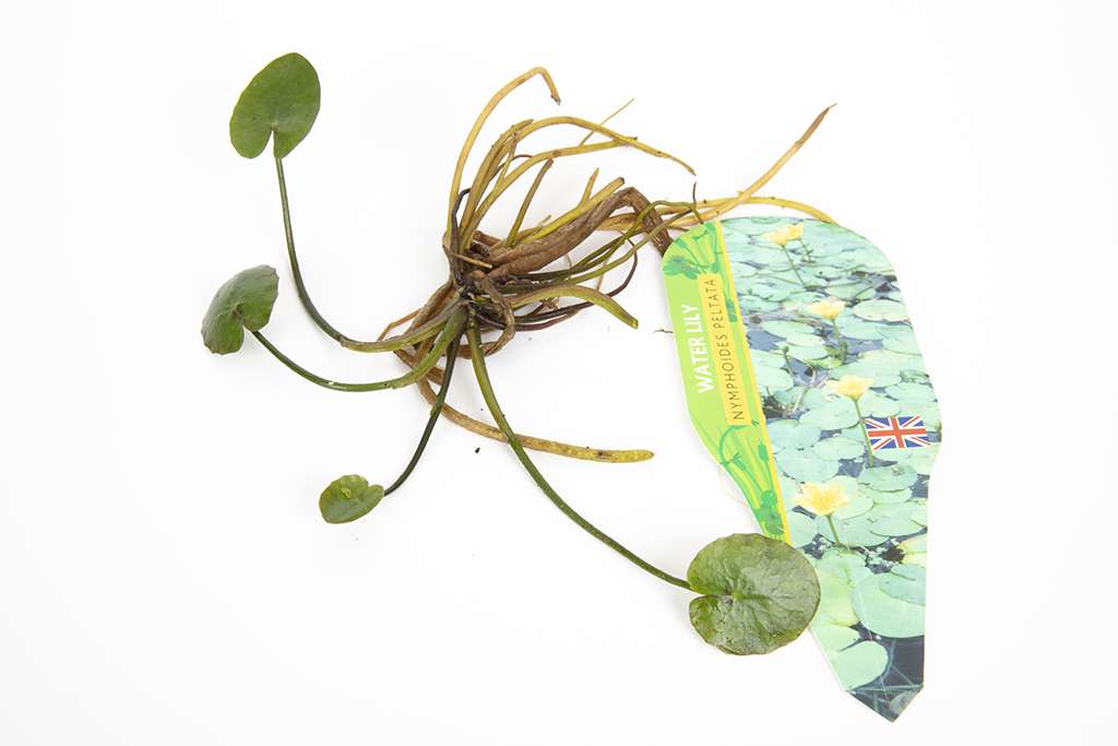 Pond Starter & top up Packs - Oxygenating - Compost and Pots