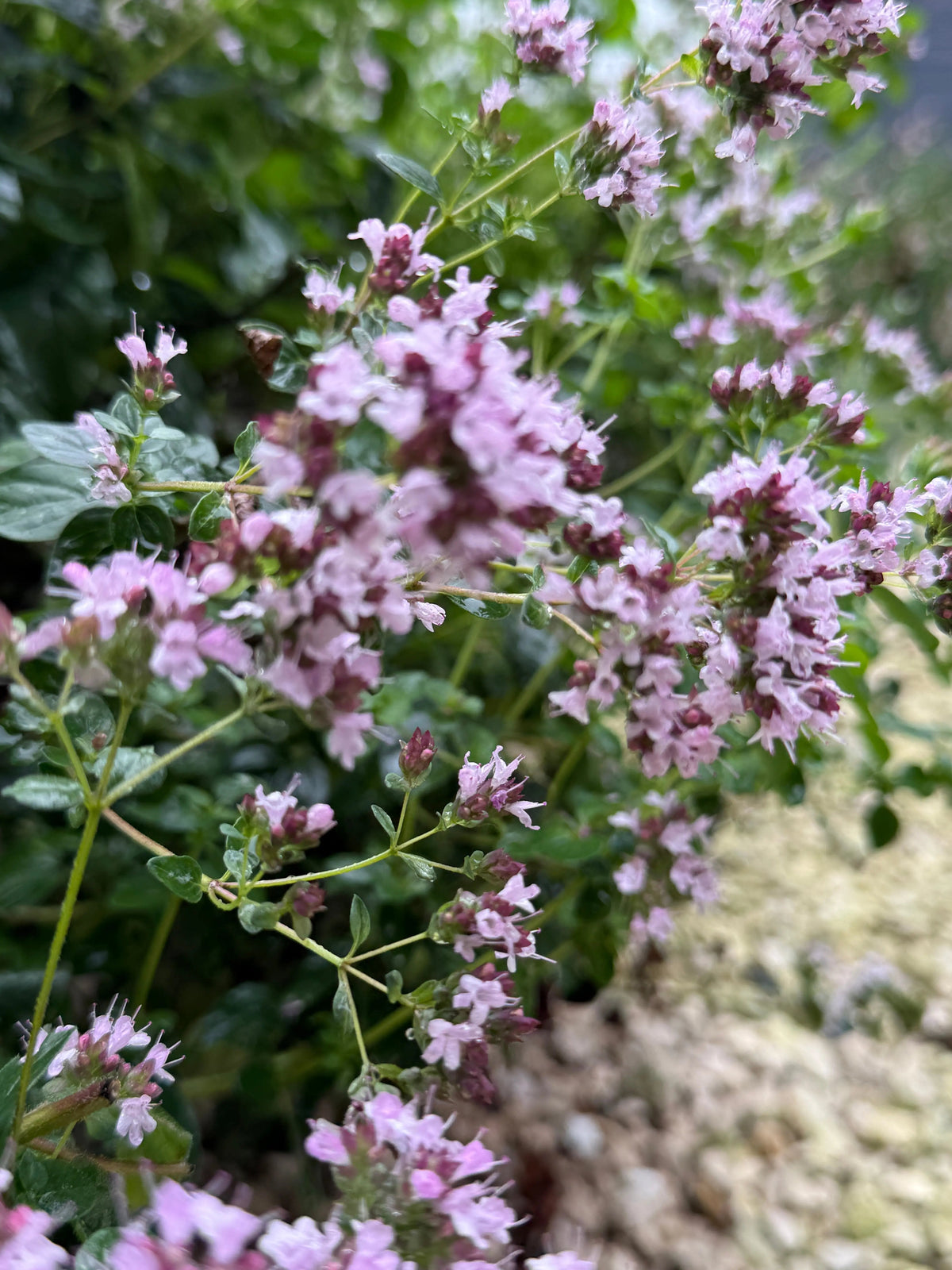 Oregano Greek
