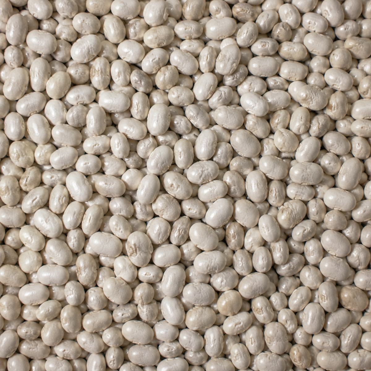 Organic Haricot Beans