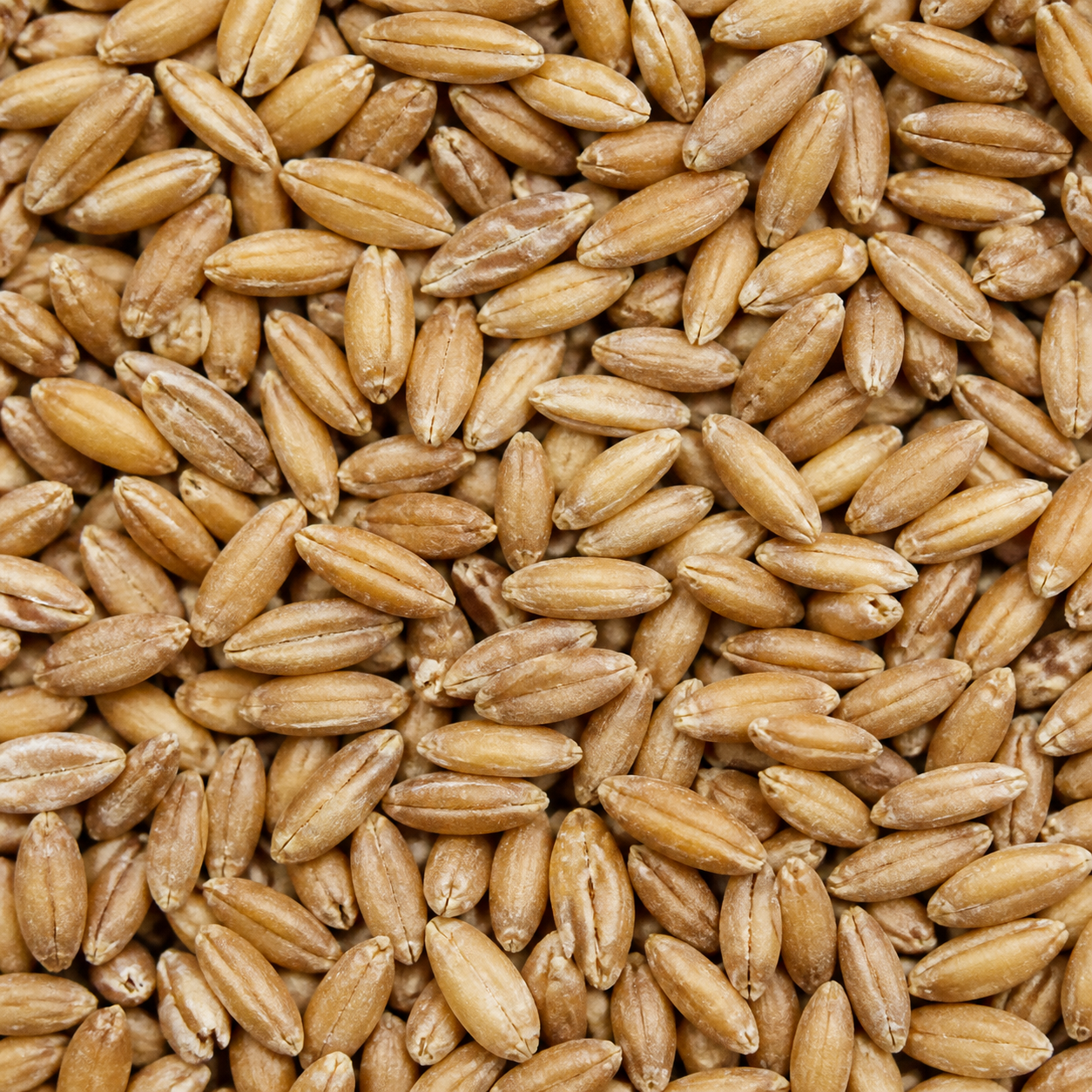 Infinity Foods Bulk Organic Spelt Grain