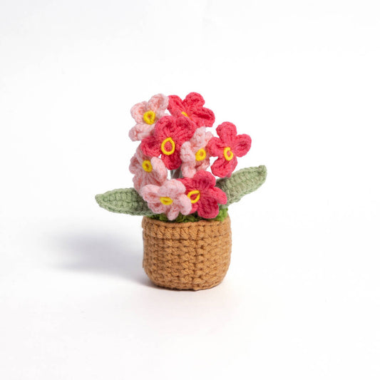 Forget-Me-Not Pot Plant