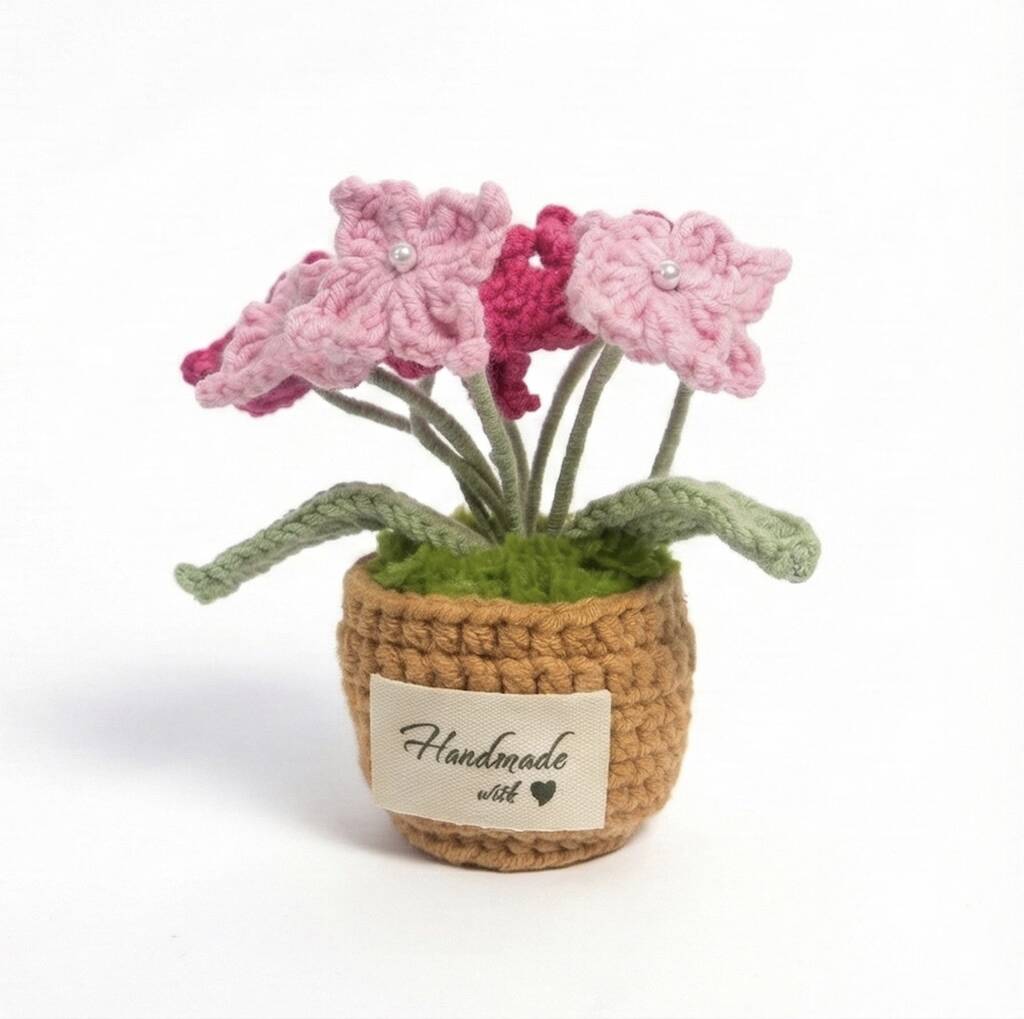 Forget-Me-Not Pot Plant