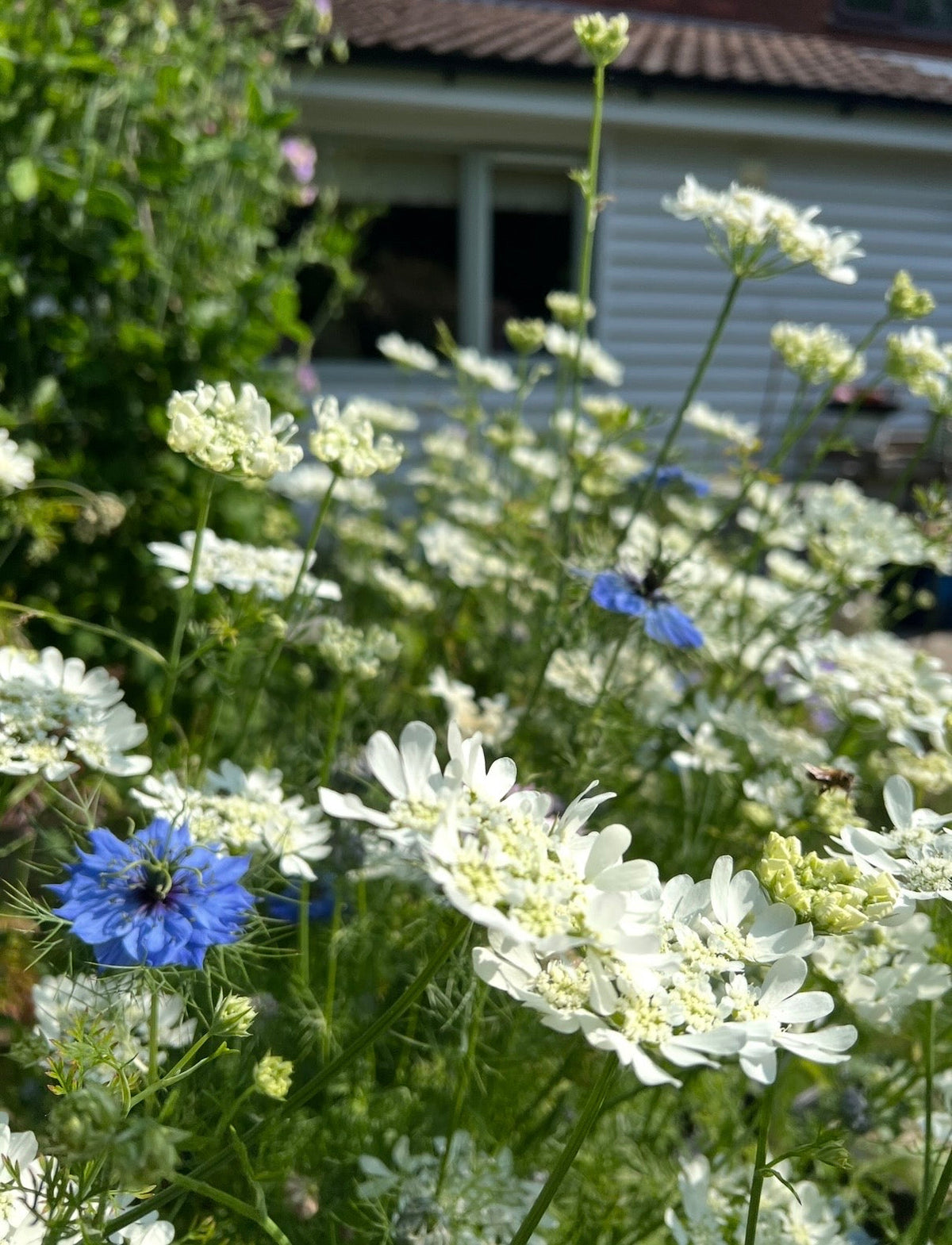 Orlaya Grandiflora