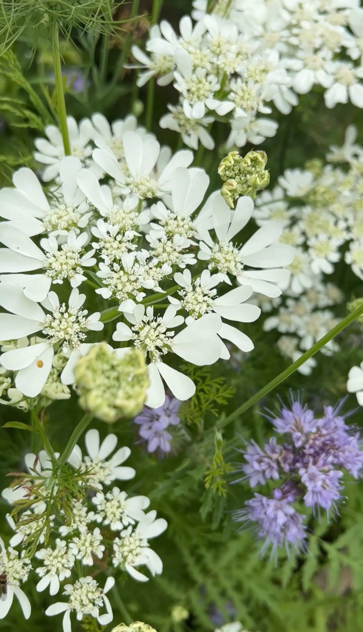 Orlaya Grandiflora