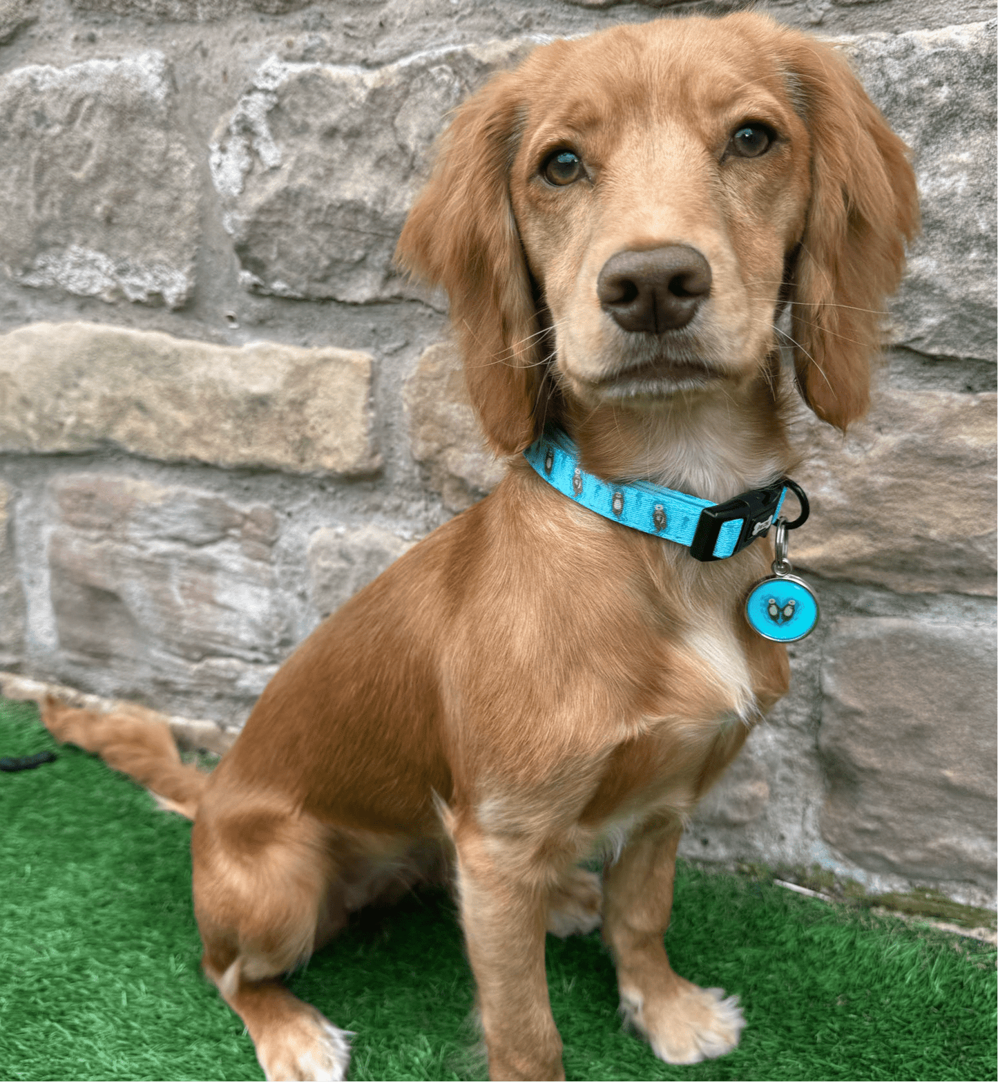 Otterly Lovely Dog Collar