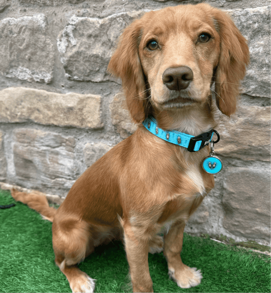 Otterly Lovely Dog Collar