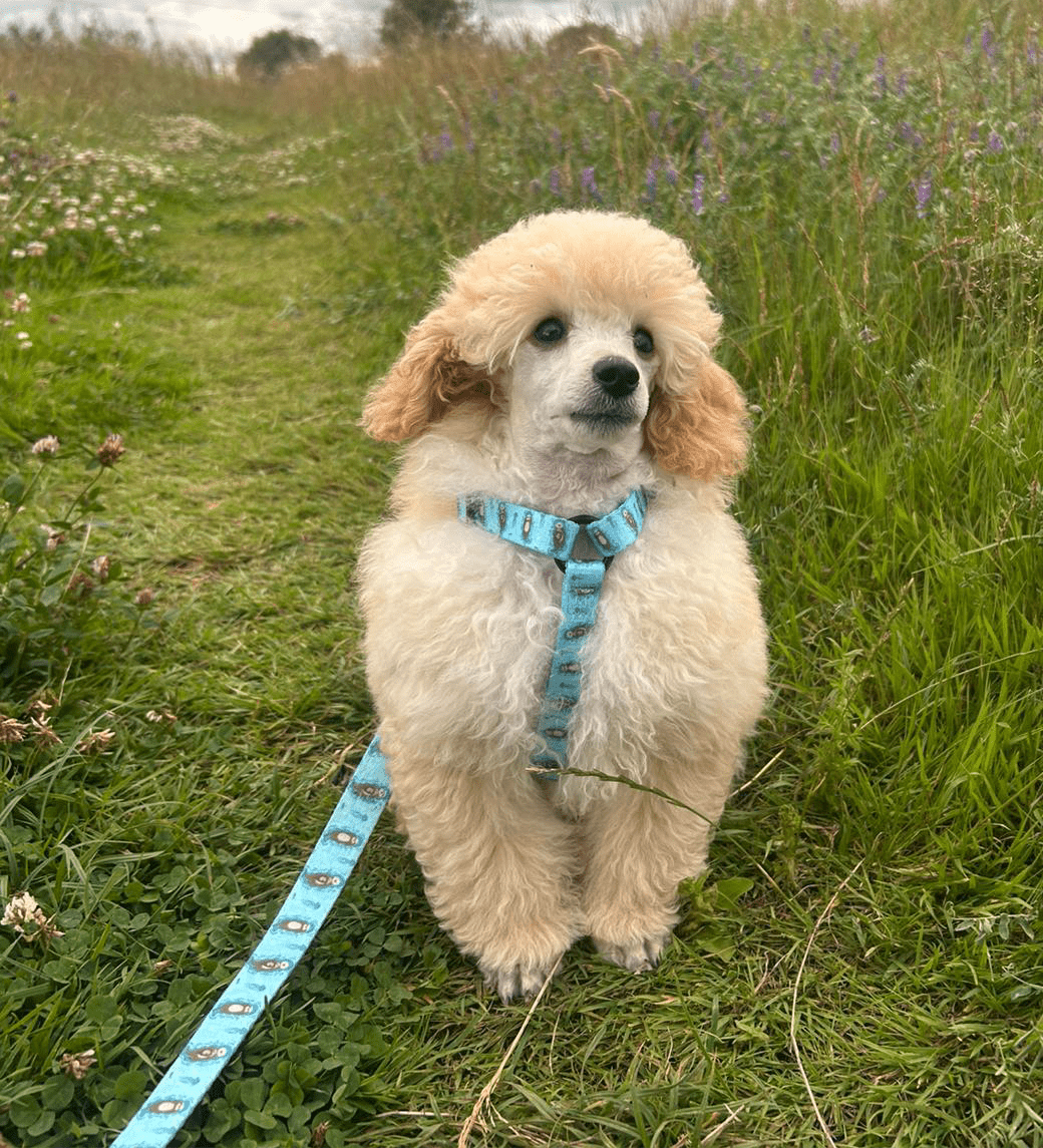 Otterly Lovely XXXS Puppy Harness