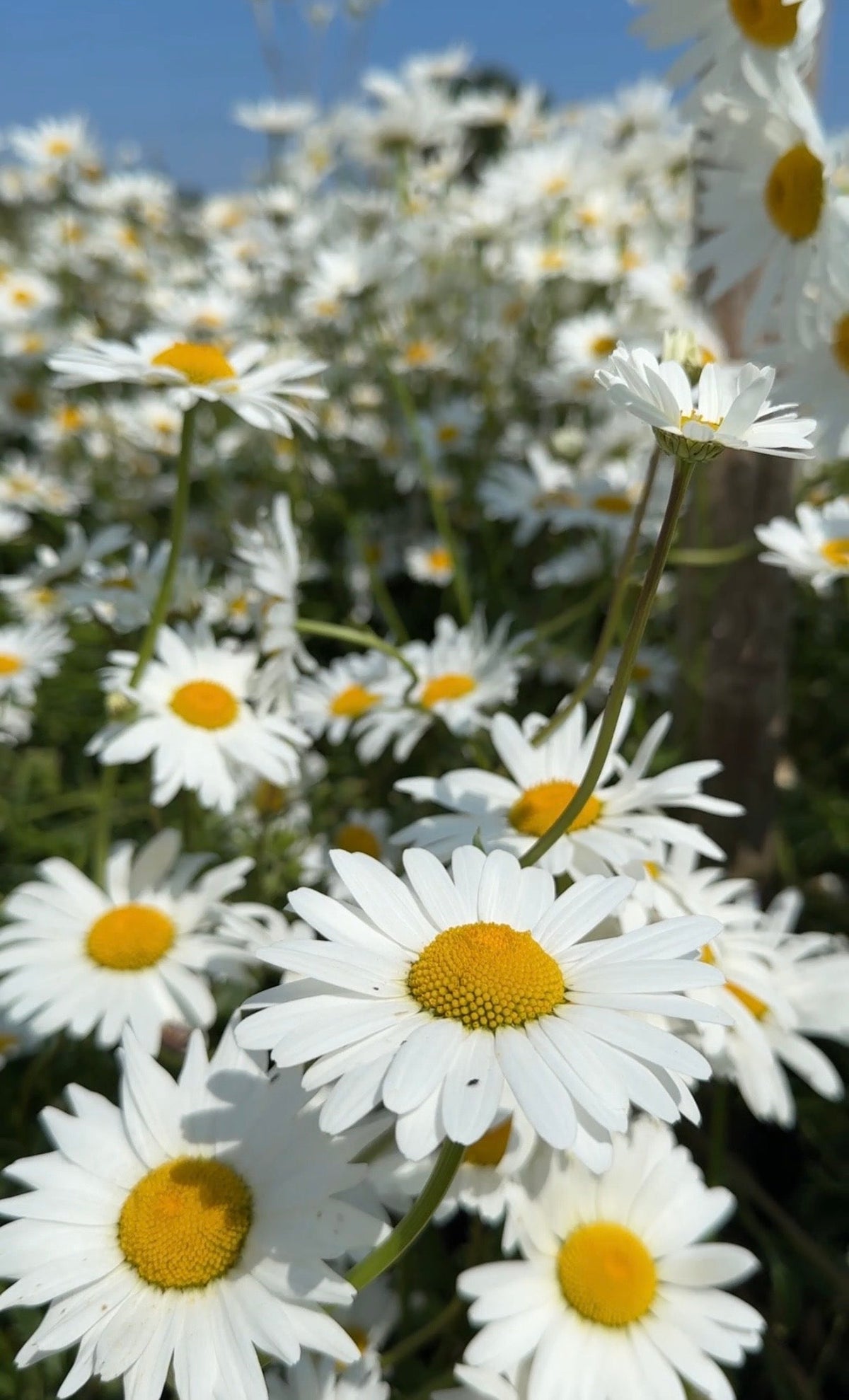 Oxeye Daisy