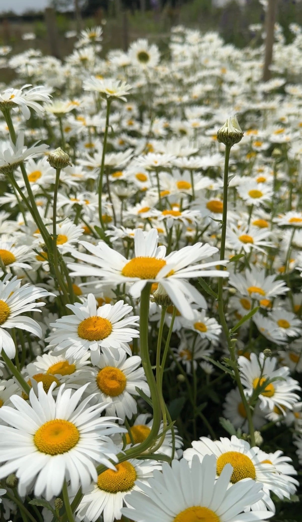 Oxeye Daisy