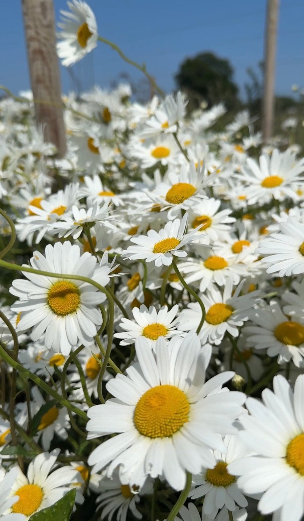 Oxeye Daisy