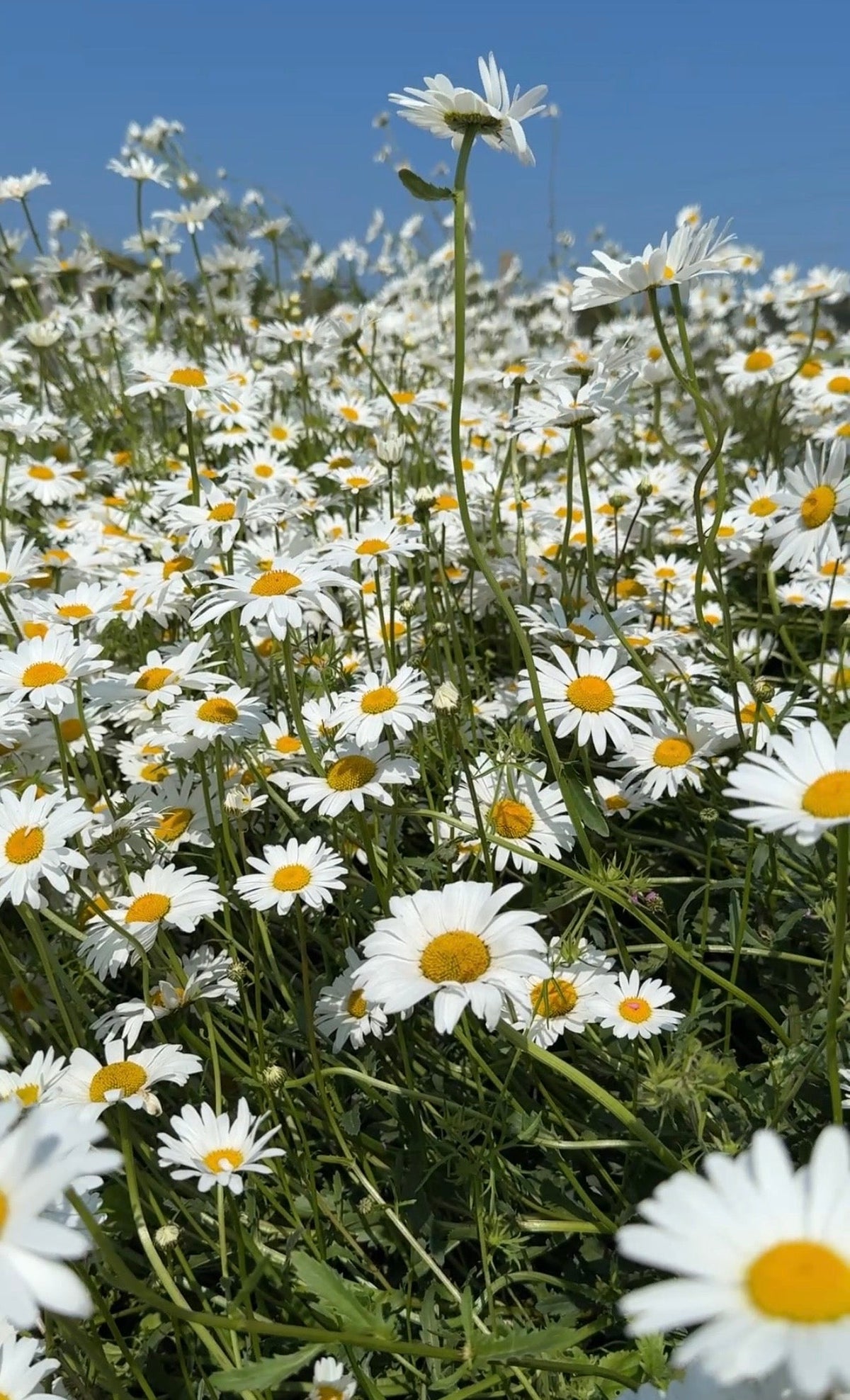 Oxeye Daisy