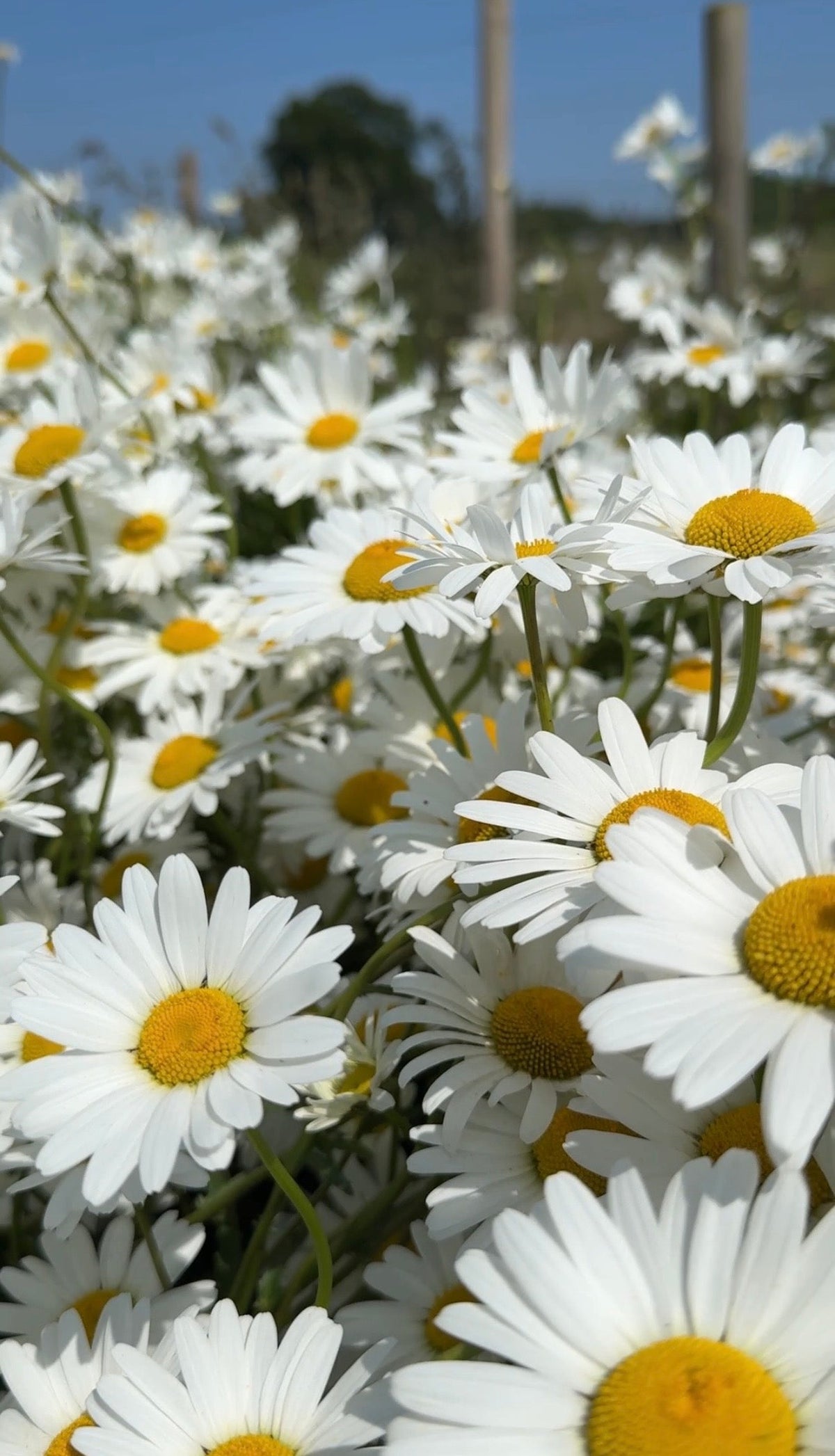 Oxeye Daisy