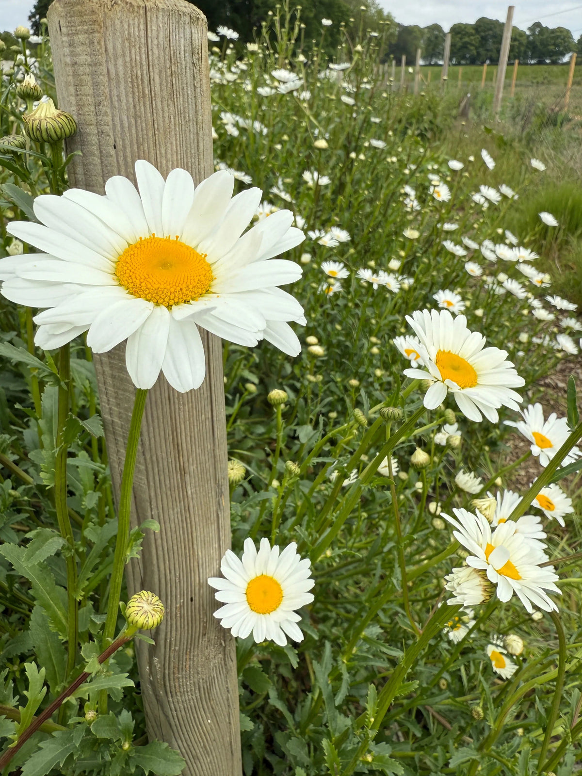 Oxeye Daisy