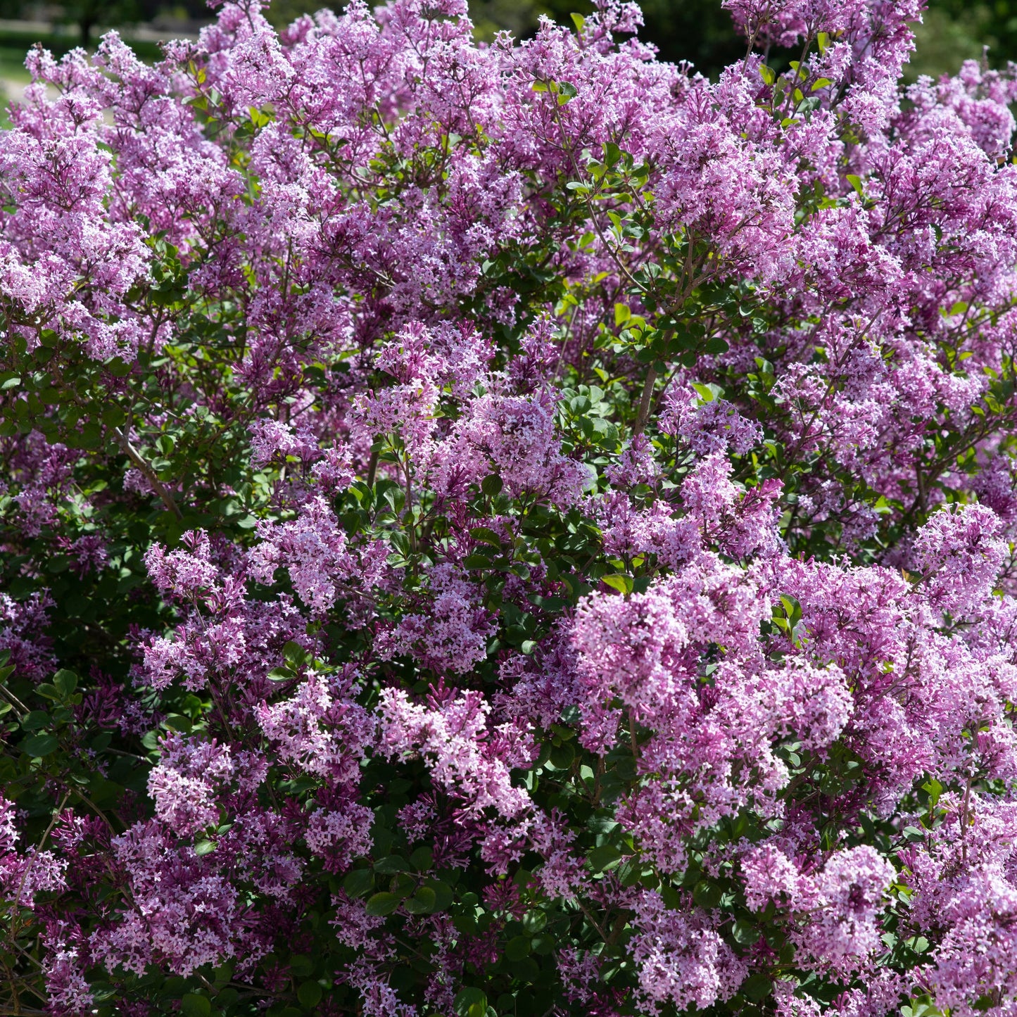 Half Standard Syringa meyeri 'Palibin' (Lilac) 3L (80-90cm inc. pot)