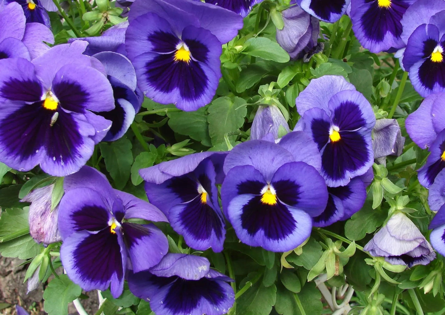 Pansy Swiss Giant Ullswater Deep Blue