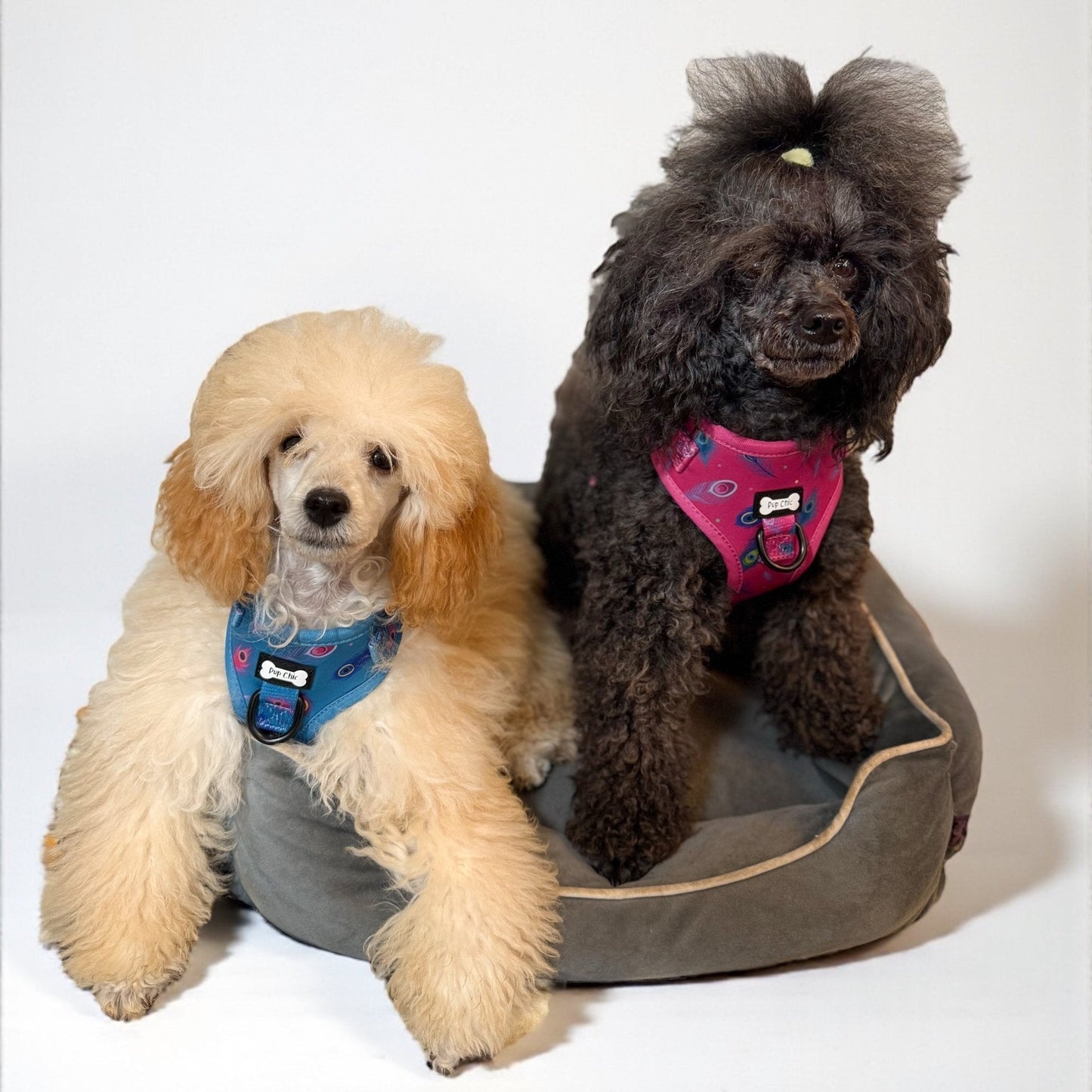 Peacock Power Step-In Adjustable Harness – Pretty, Practical & Perfect for Tiny Pups