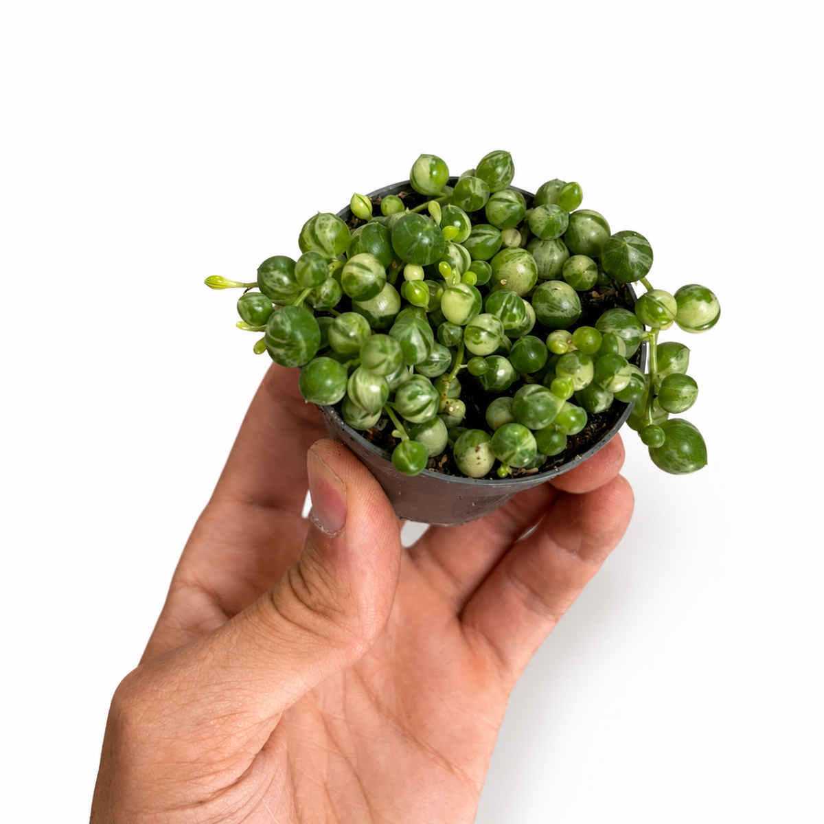 Mini plants Bundle - 6cm Plants