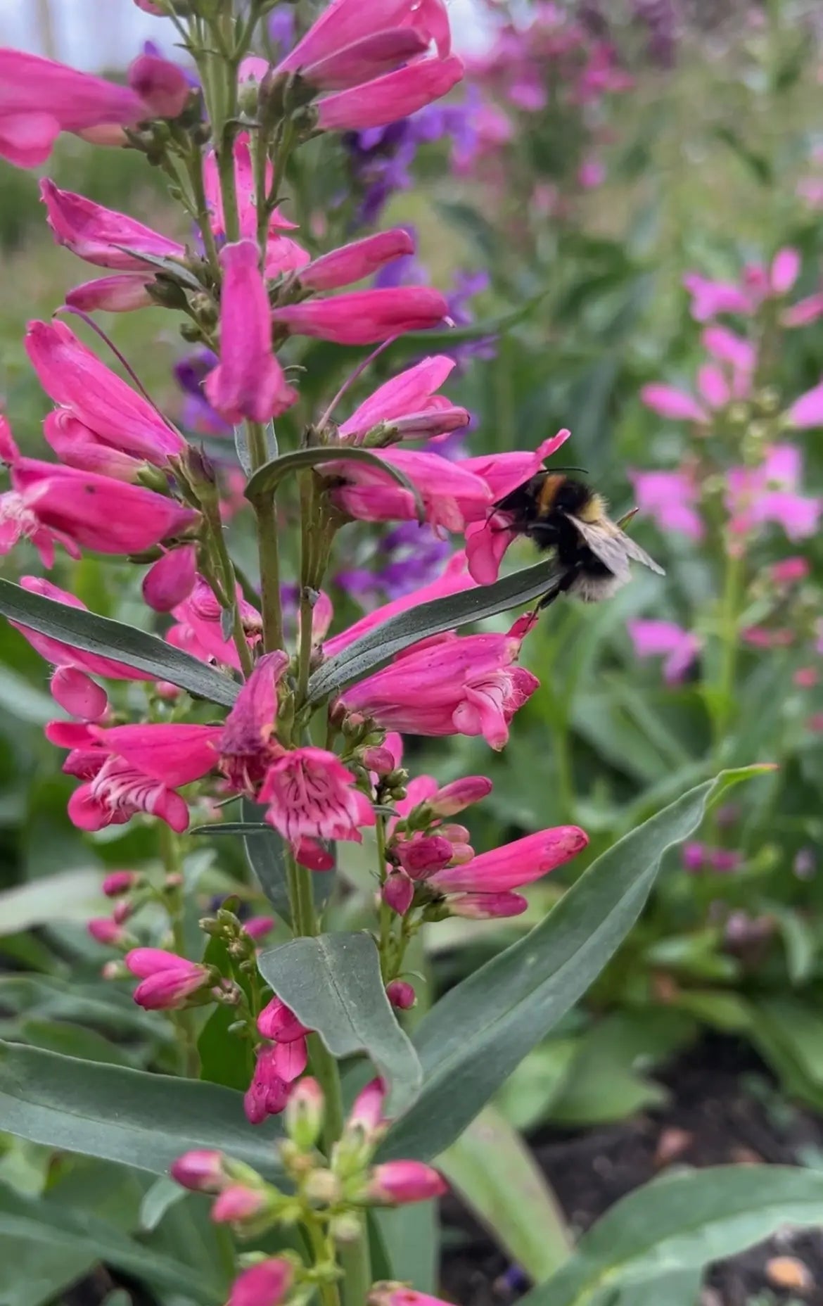 Penstemon Cambridge Mix