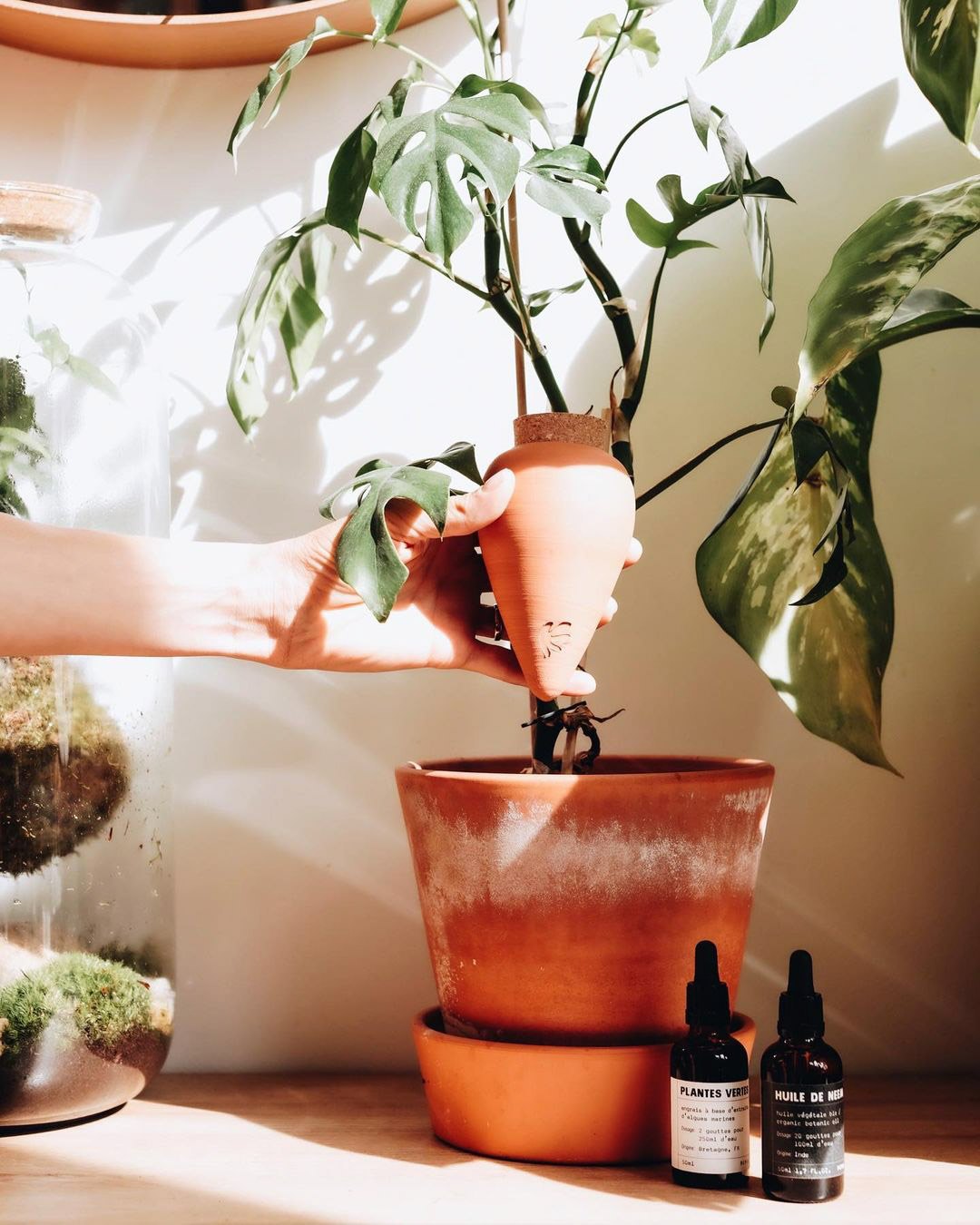 Placing a terracotta Pepin Olla into the soil of a potted houseplant