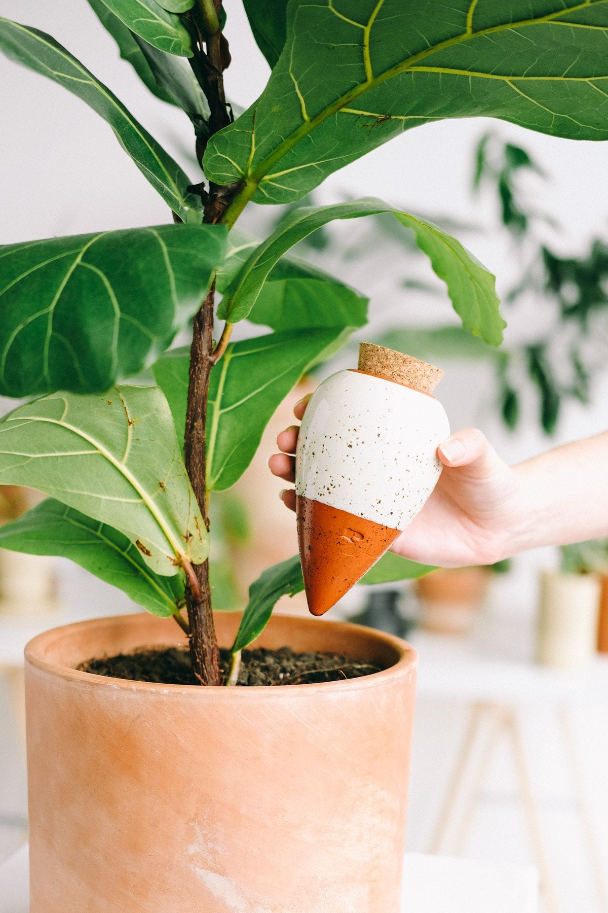 Placing the speckled white Pepin Olla into the soil beside a fiddle-leaf fig
