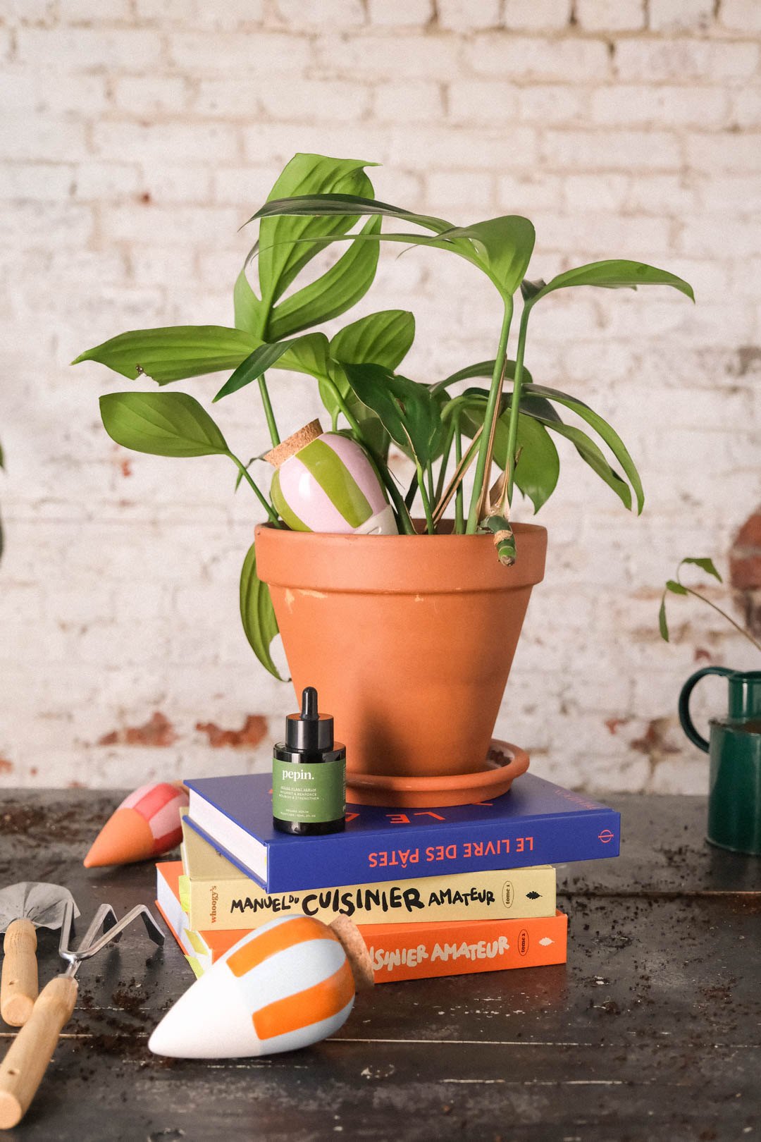 Green and lilac striped Pepin Olla in a potted plant on a potting bench