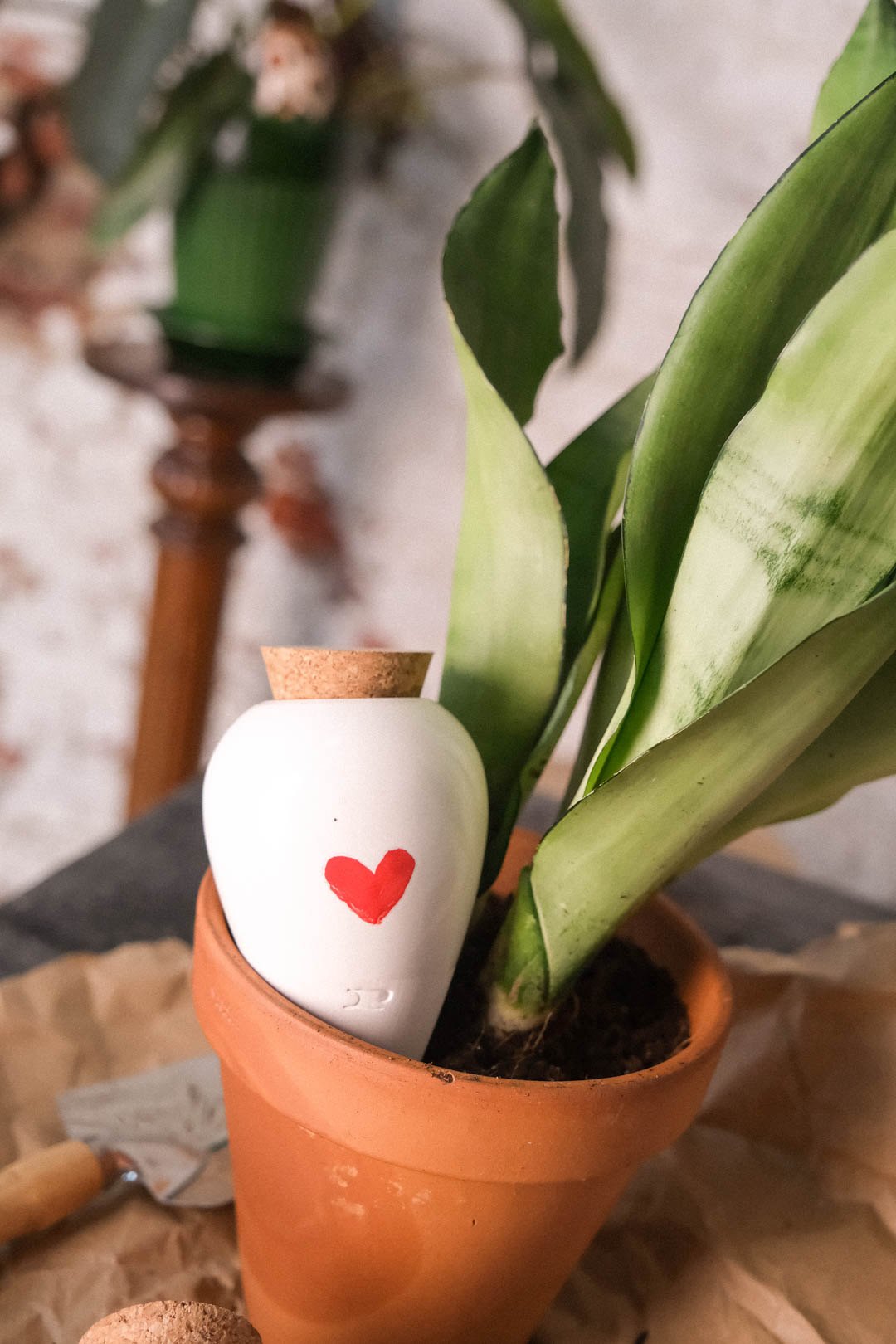 Heart Pepin Olla planted in a terracotta pot with a snake plant