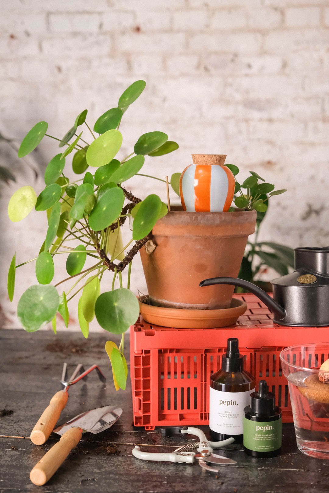 Orange and blue striped Pepin Olla in a terracotta pot on a red crate with gardening tools