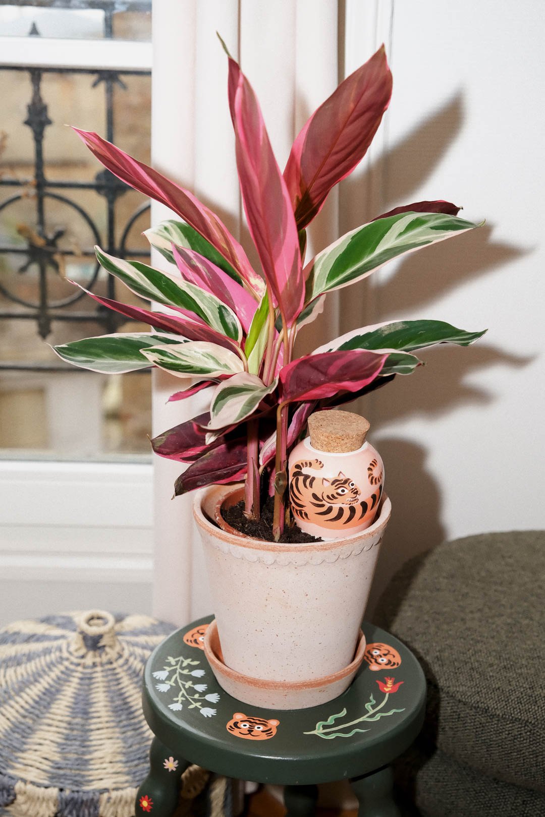 Tiger Pepin Olla by Camille Gressier watering a houseplant on a stool by the window
