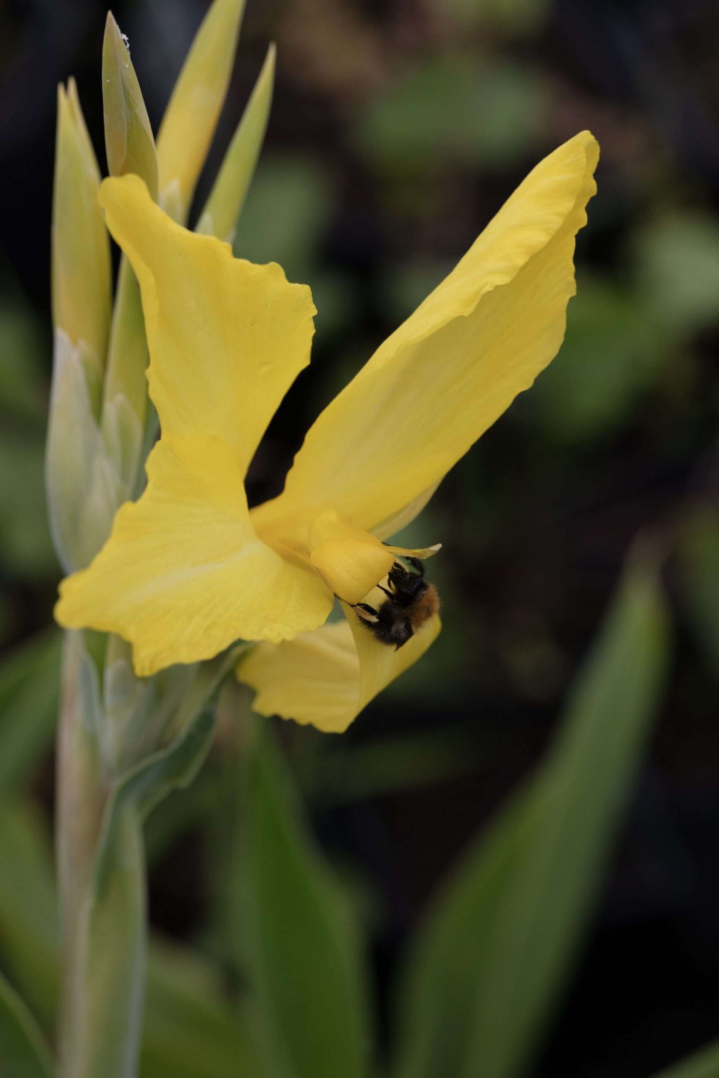 Iris pseudacorus (Yellow flag) - Marginal Pond Plants - MP057