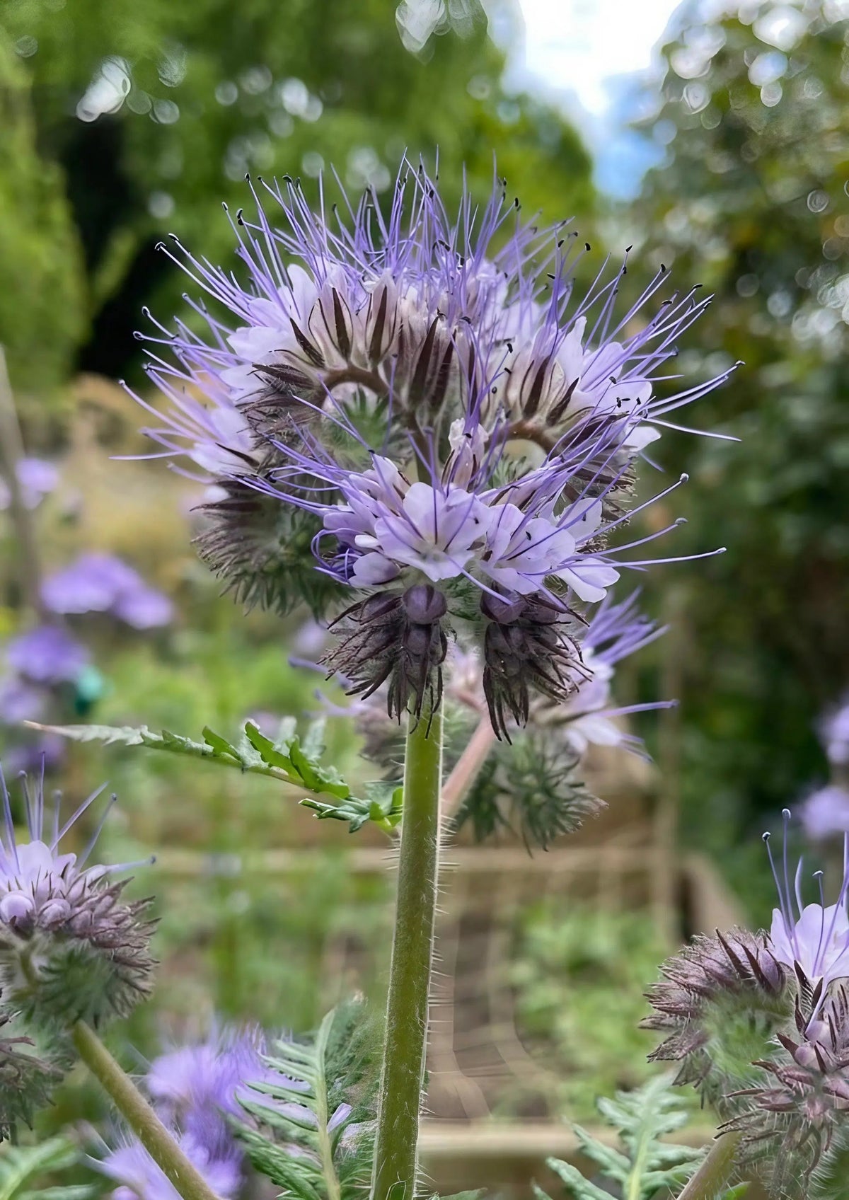 Phacelia