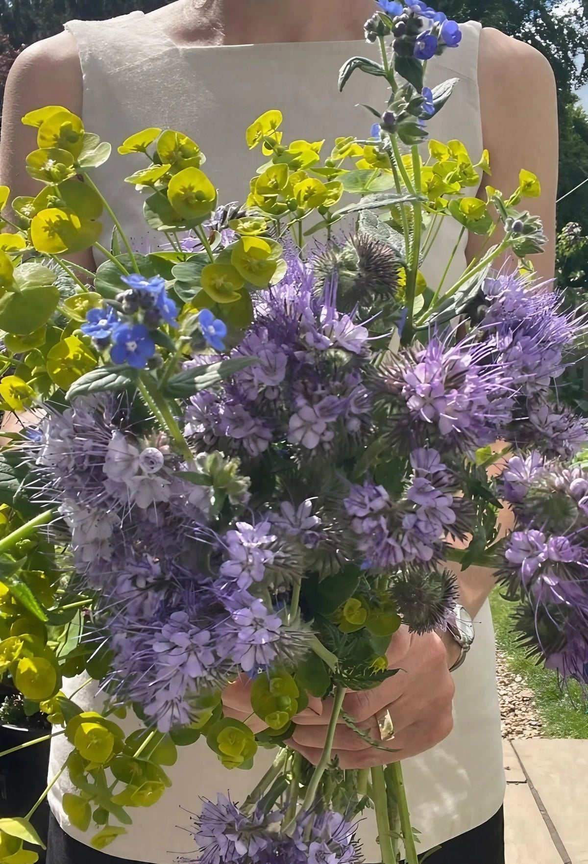 Phacelia