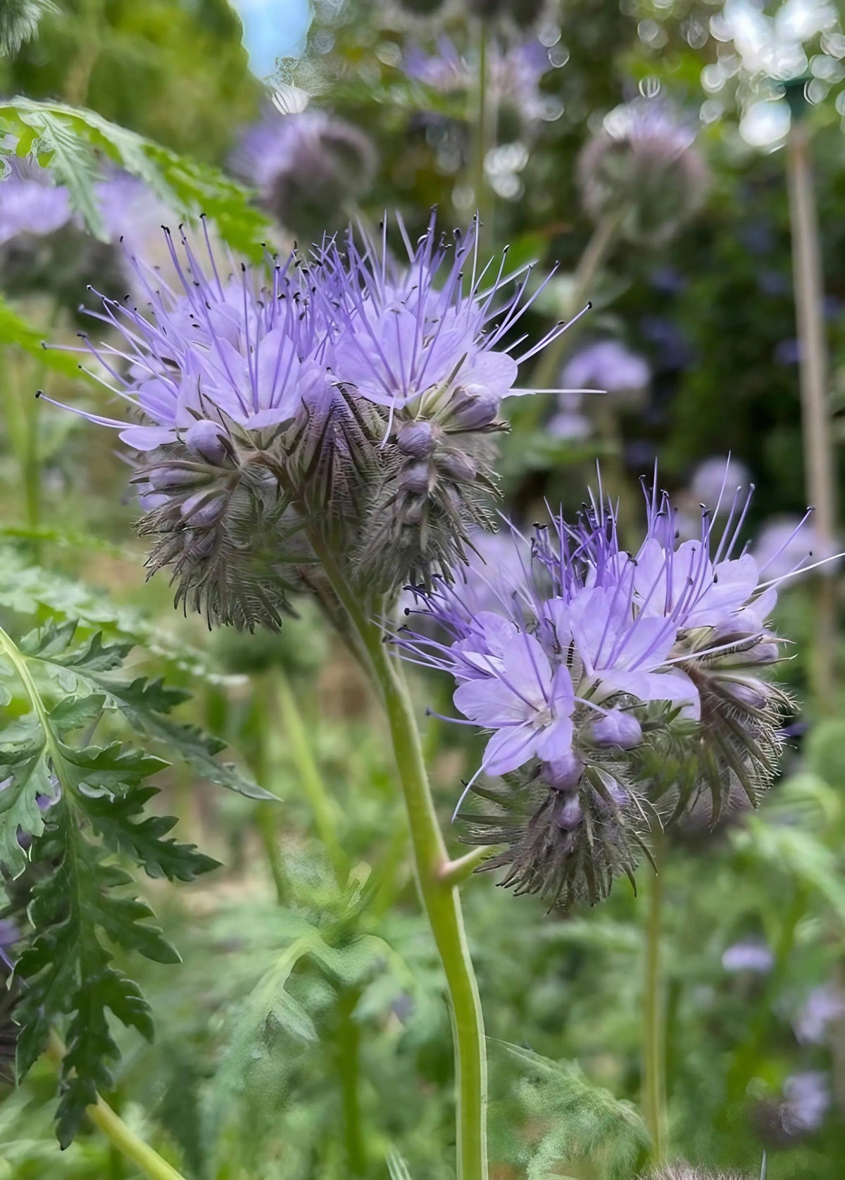 Phacelia