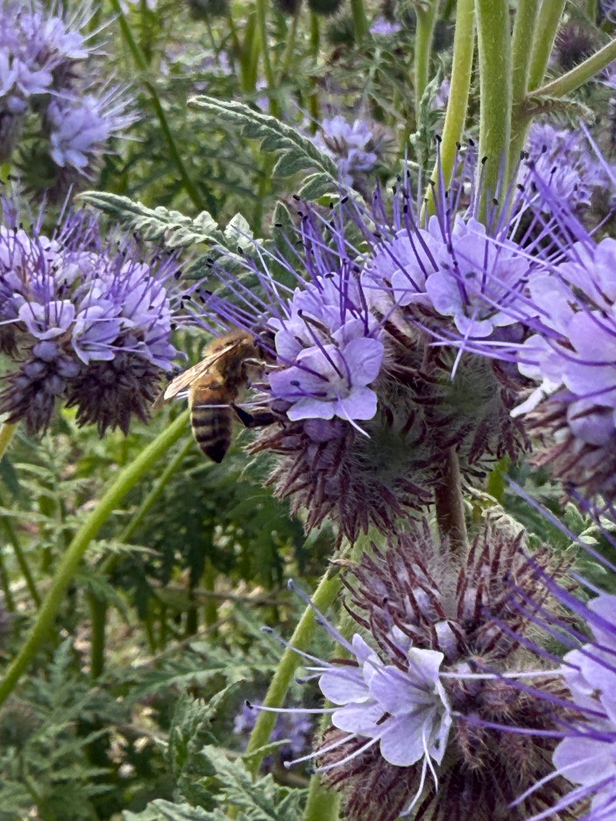 Phacelia