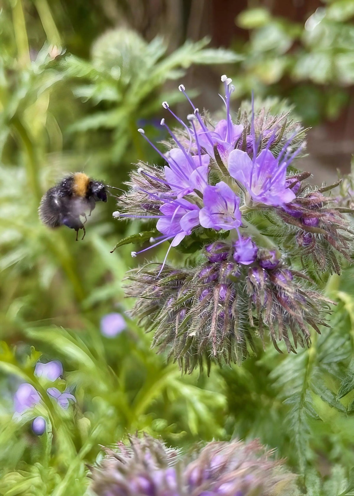 Phacelia