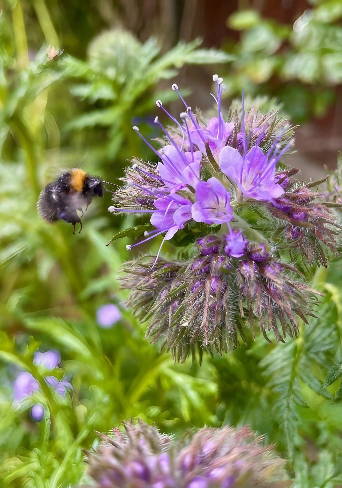 Phacelia