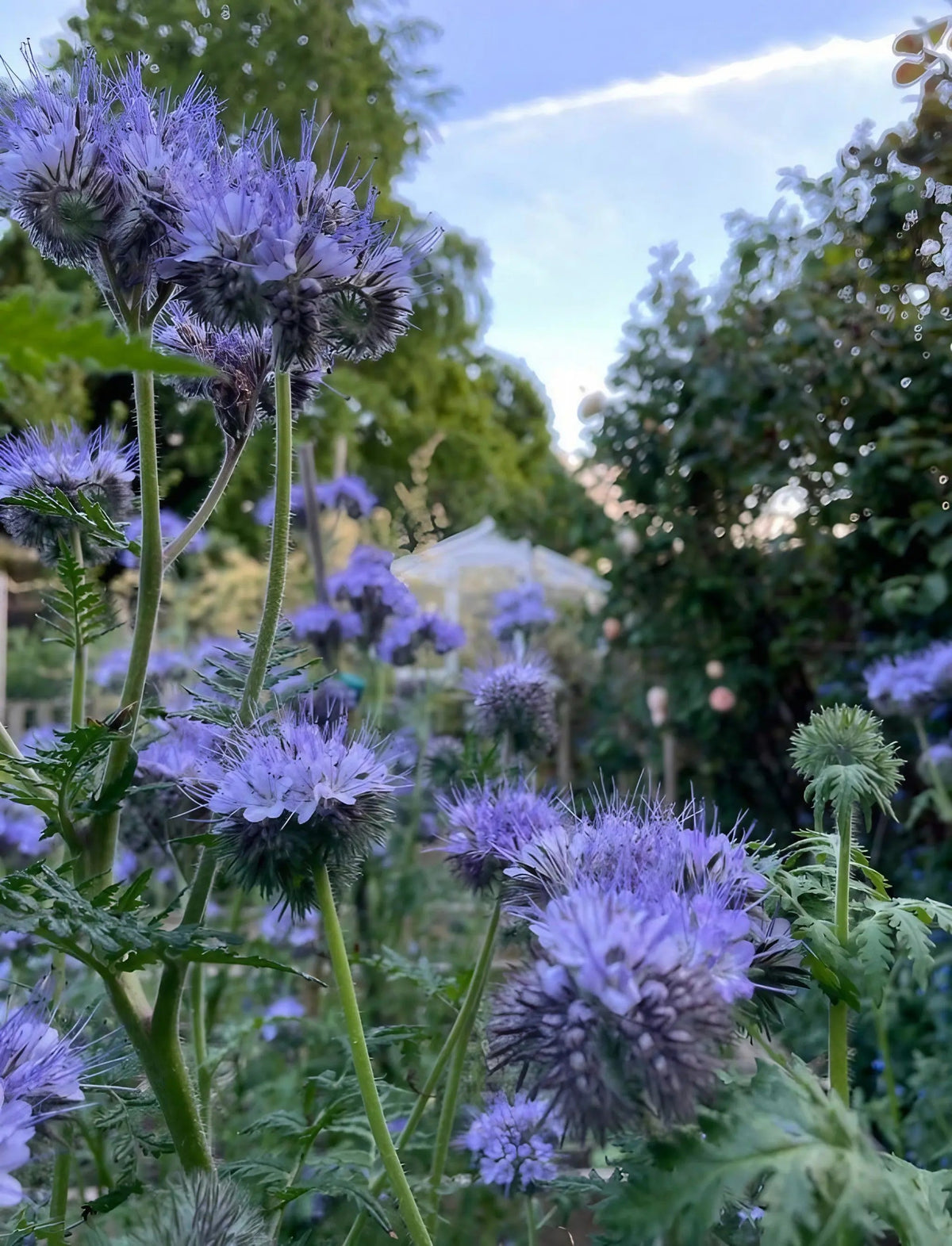 Phacelia