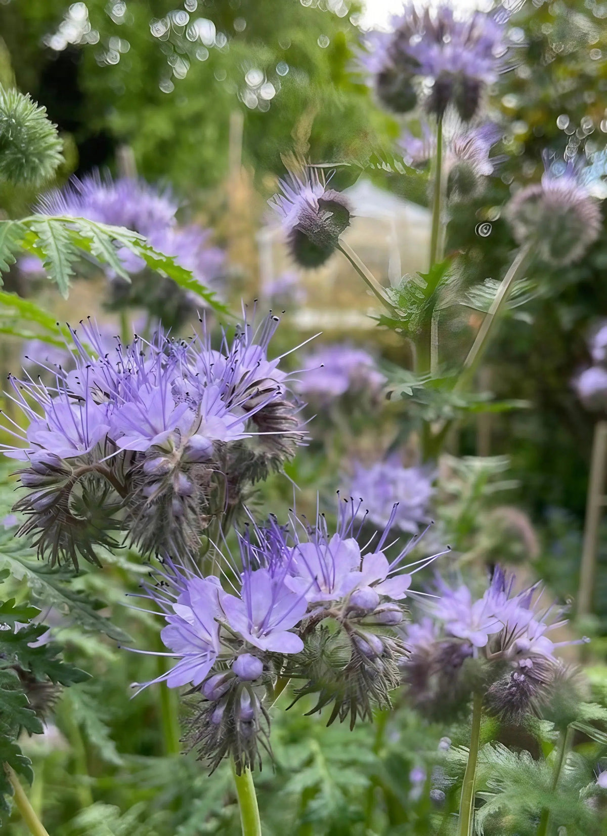Phacelia