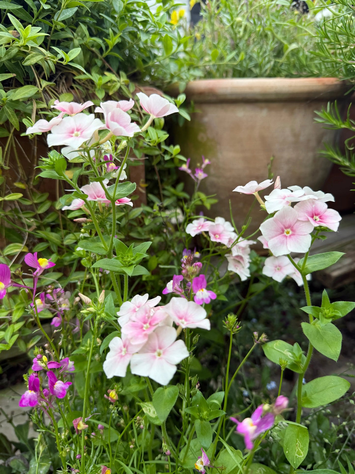 Phlox Blushing Bride