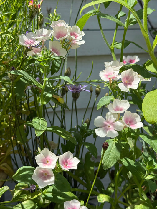 Phlox Blushing Bride