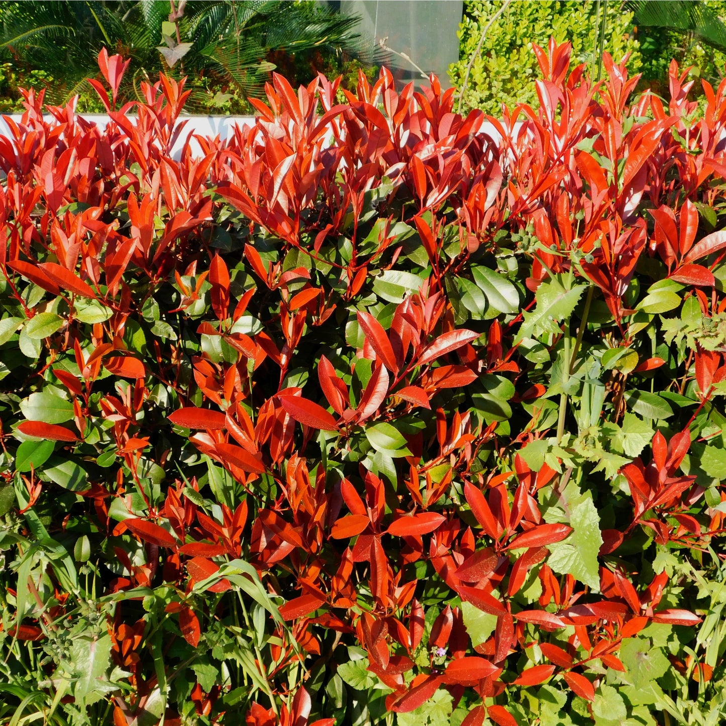 Photinia x fraseri 'Red Robin'