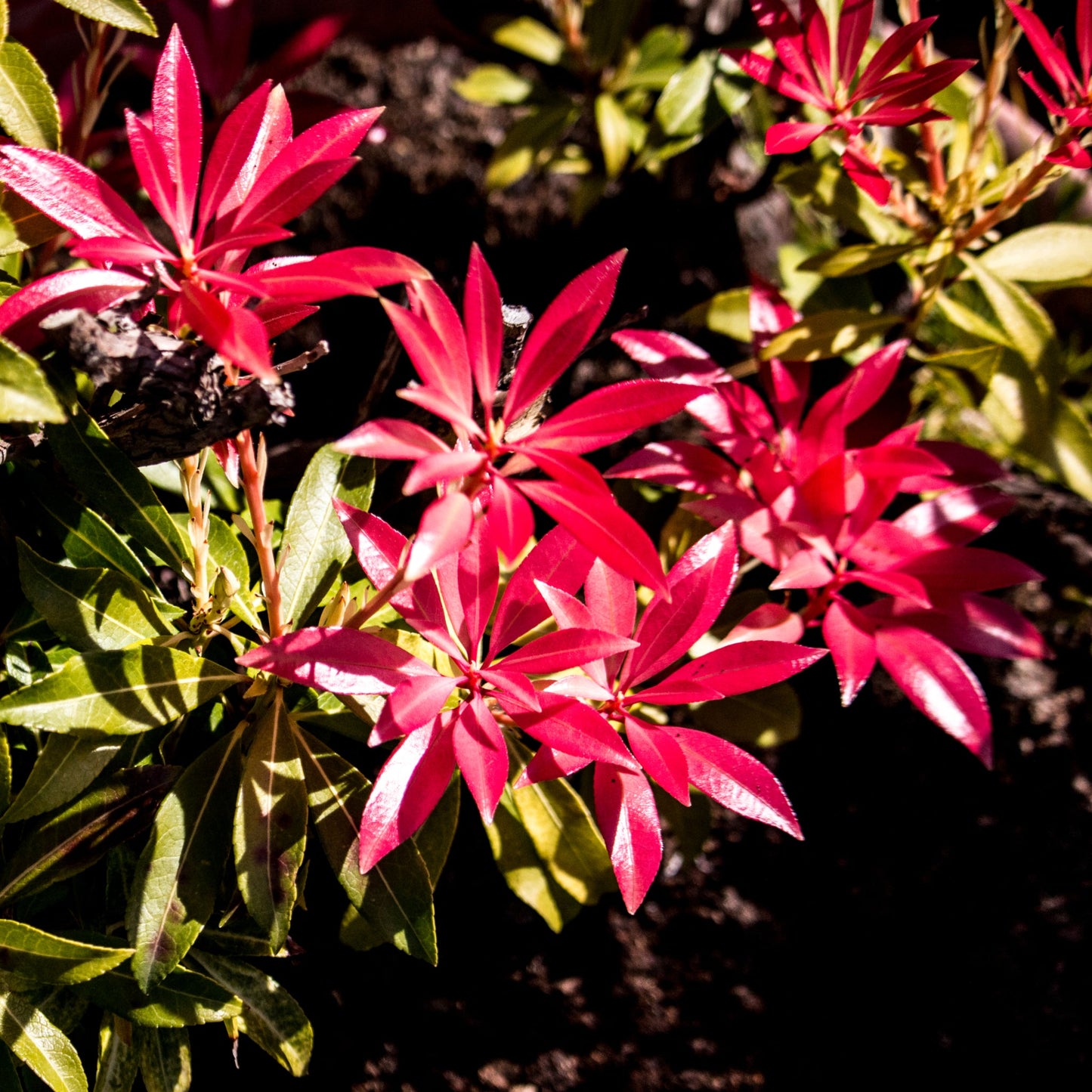 Pieris japonica Forest Flame (2 sizes available)