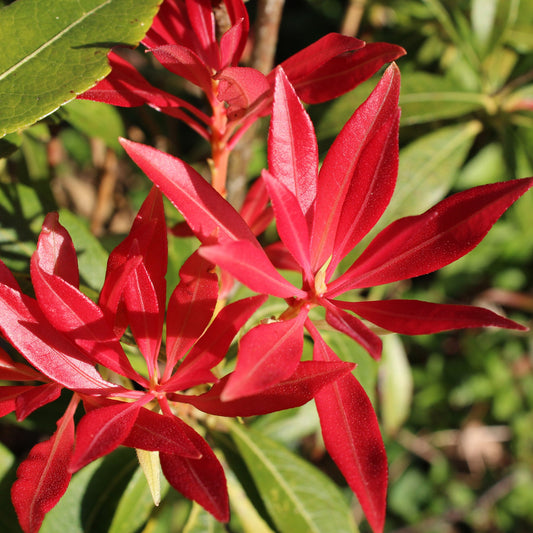 Pieris japonica Forest Flame (2 sizes available)
