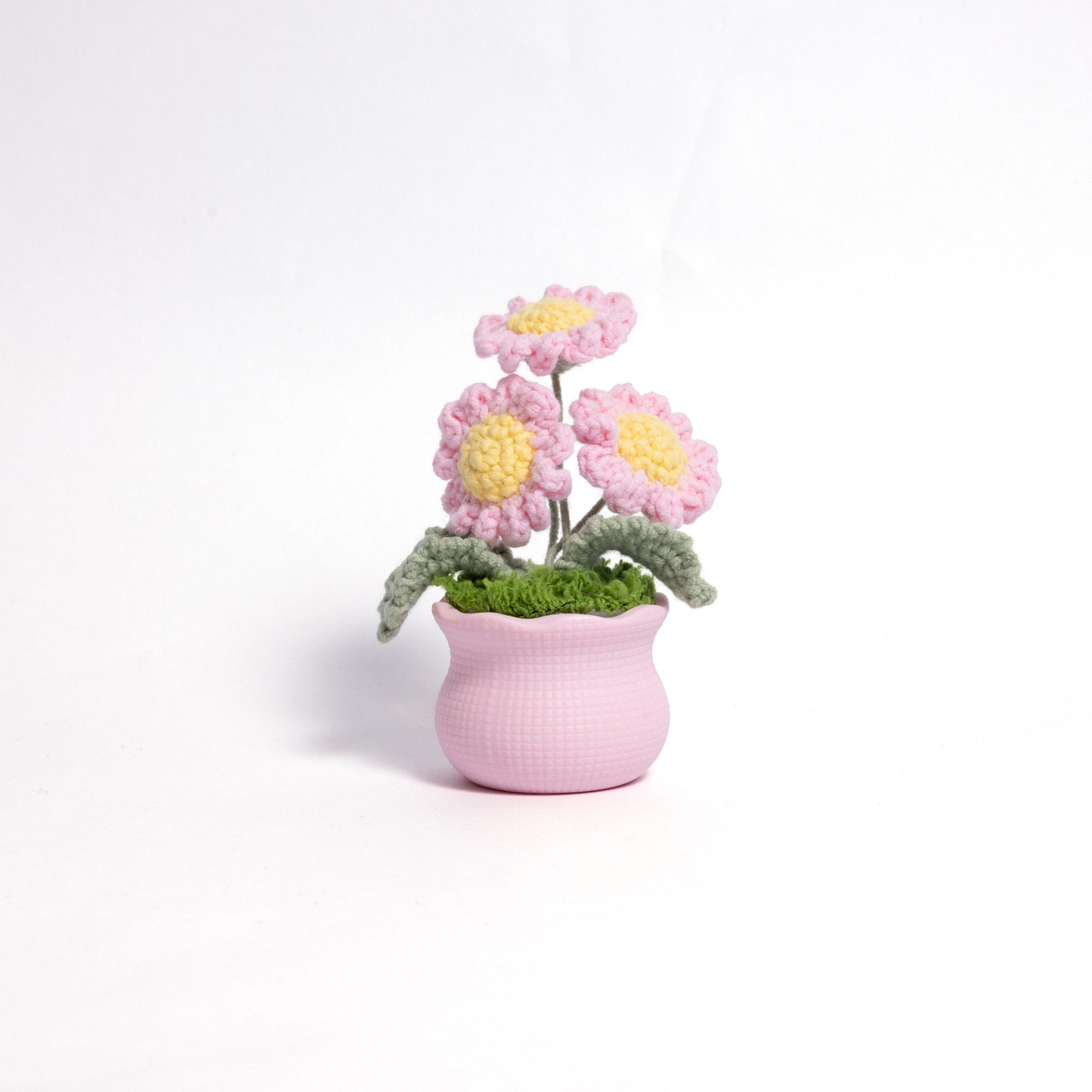 Daisy Pot Plant