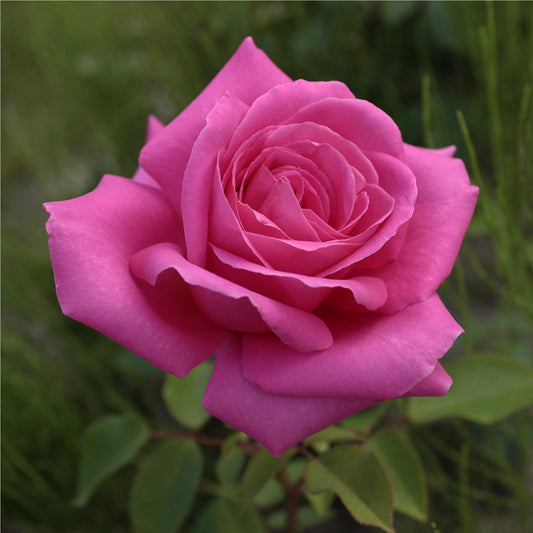 Pink Favourite Rose -  Hybrid Tea (PRE ORDER DECEMBER '25)