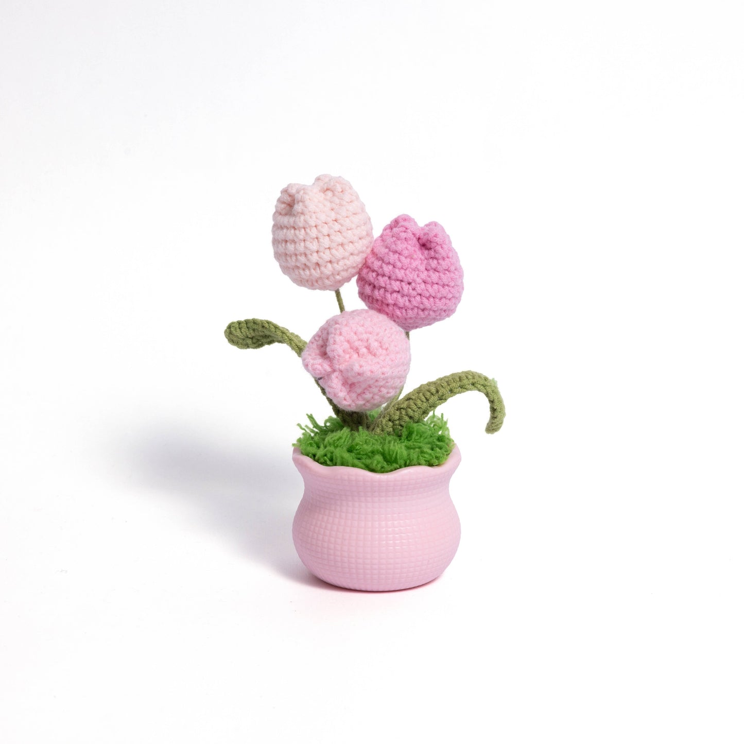 Tulips and Daisy Pot Plant
