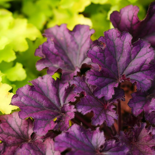 Heuchera 'Plum Pudding' 9cm/2L