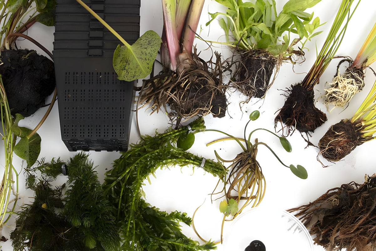 Pond Starter Packs - Pond topup Packs - Oxygenating - Compost and Pots Potted