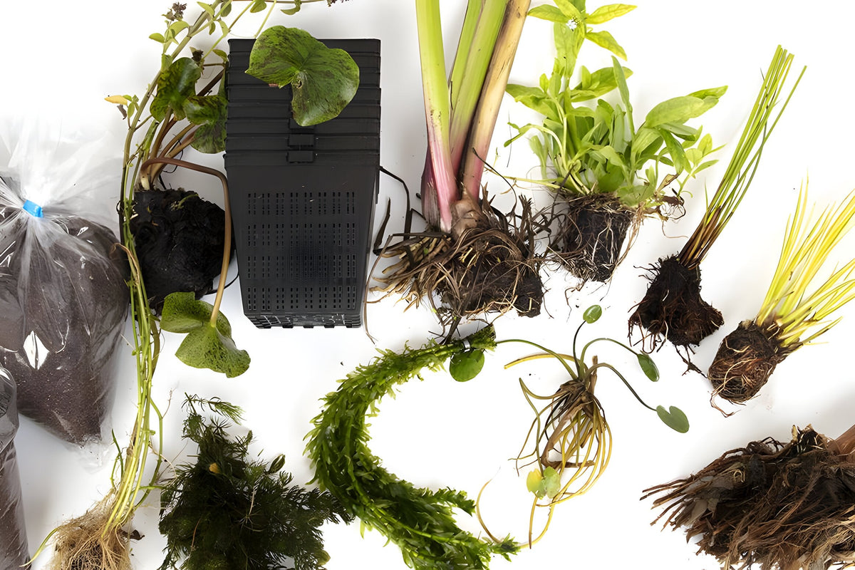 Pond Starter Packs - Pond topup Packs - Oxygenating - Compost and Pots Potted