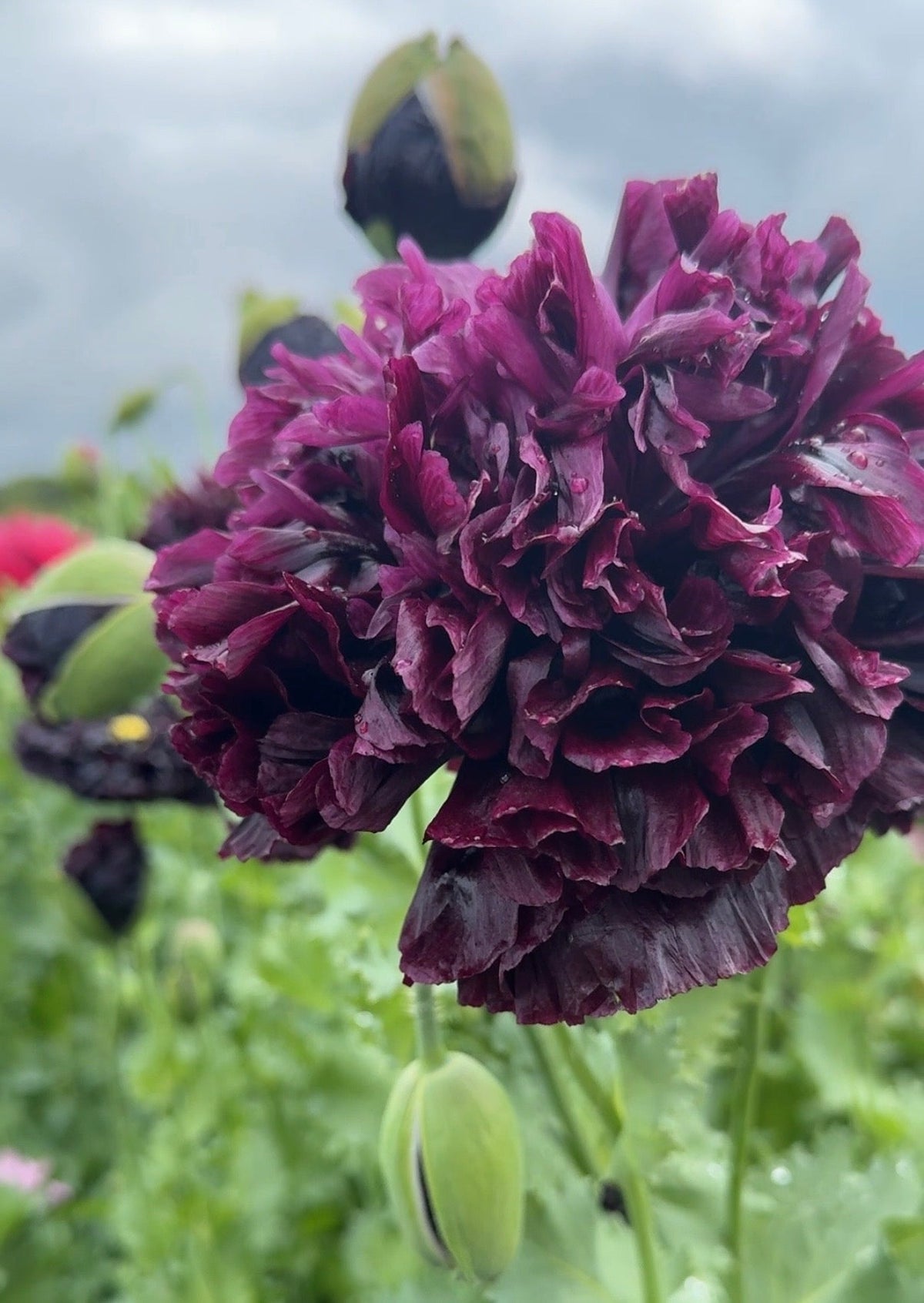 Poppy Black Peony