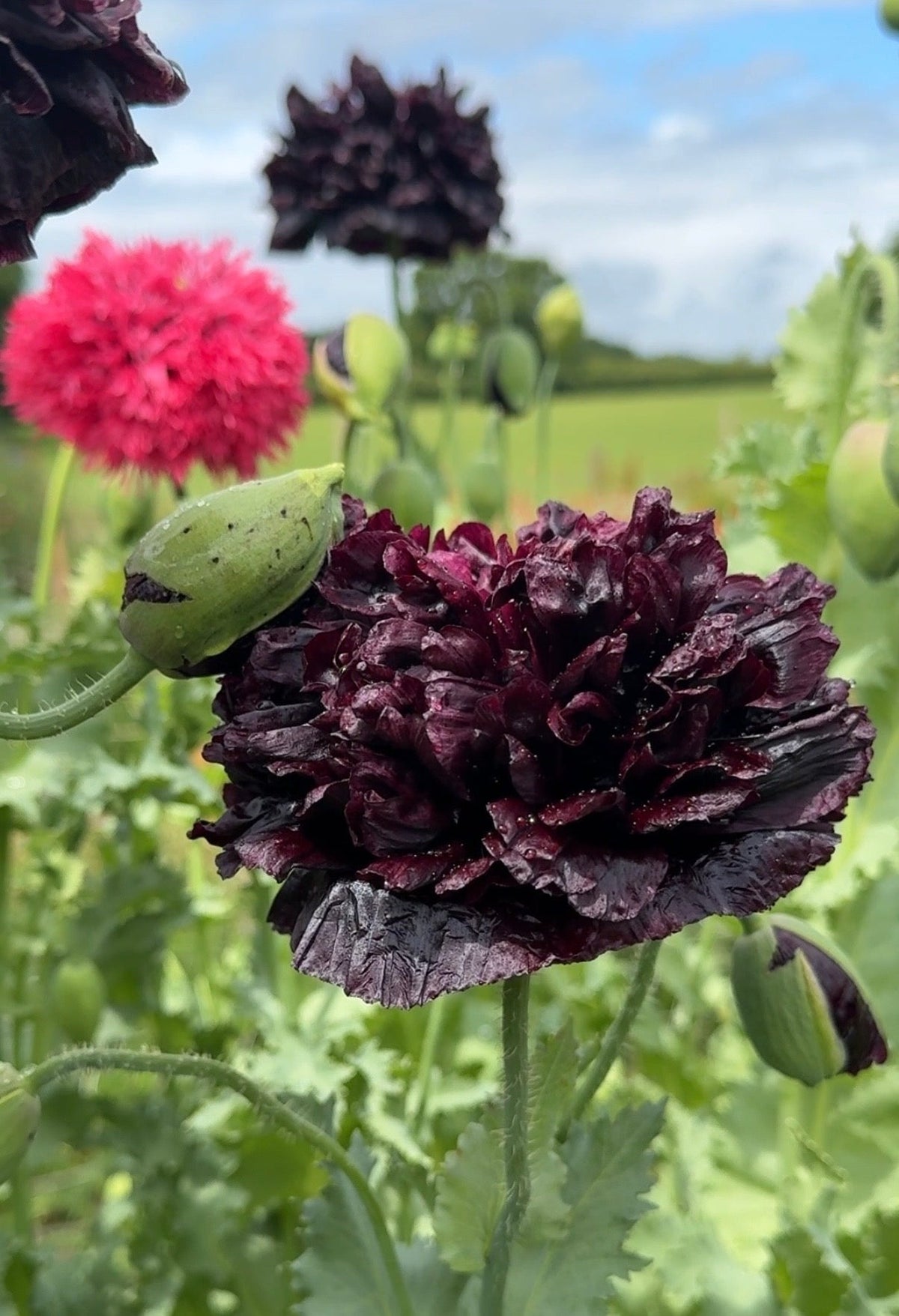 Poppy Black Peony